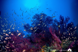 Reefscapes @ Capri Island by Marco Gargiulo 